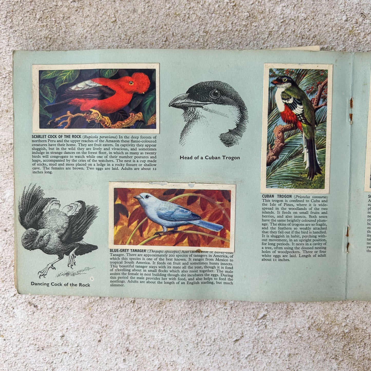 Vintage Brooke Bond Tropical Birds Tea Card Album – Complete Set