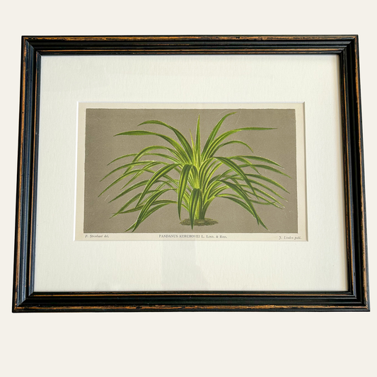 Antique Framed French Botanical Print – Pandanus Kerchovei, L’Illustration Horticole 1886