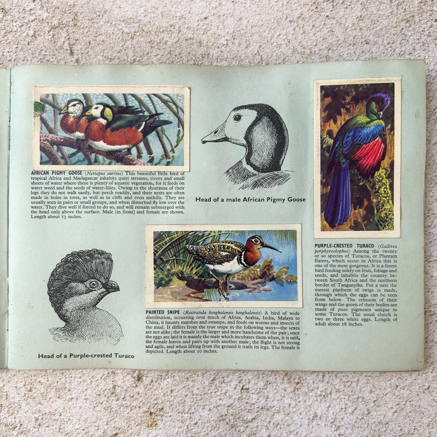 Vintage Brooke Bond Tropical Birds Tea Card Album – Complete Set