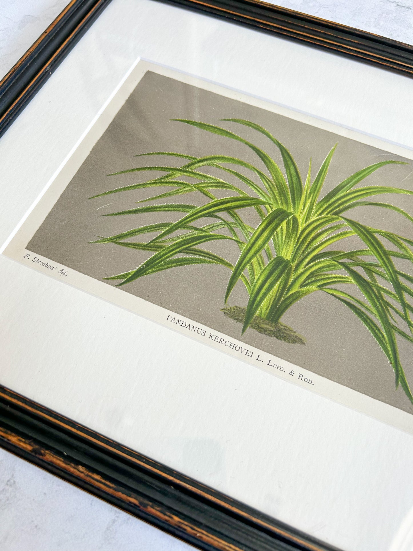 Antique Framed French Botanical Print – Pandanus Kerchovei, L’Illustration Horticole 1886