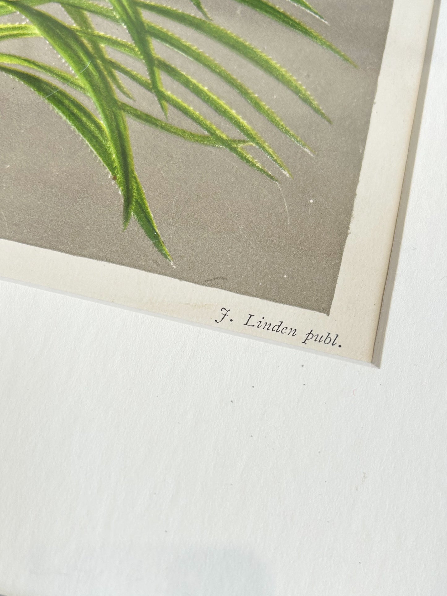 Antique Framed French Botanical Print – Pandanus Kerchovei, L’Illustration Horticole 1886