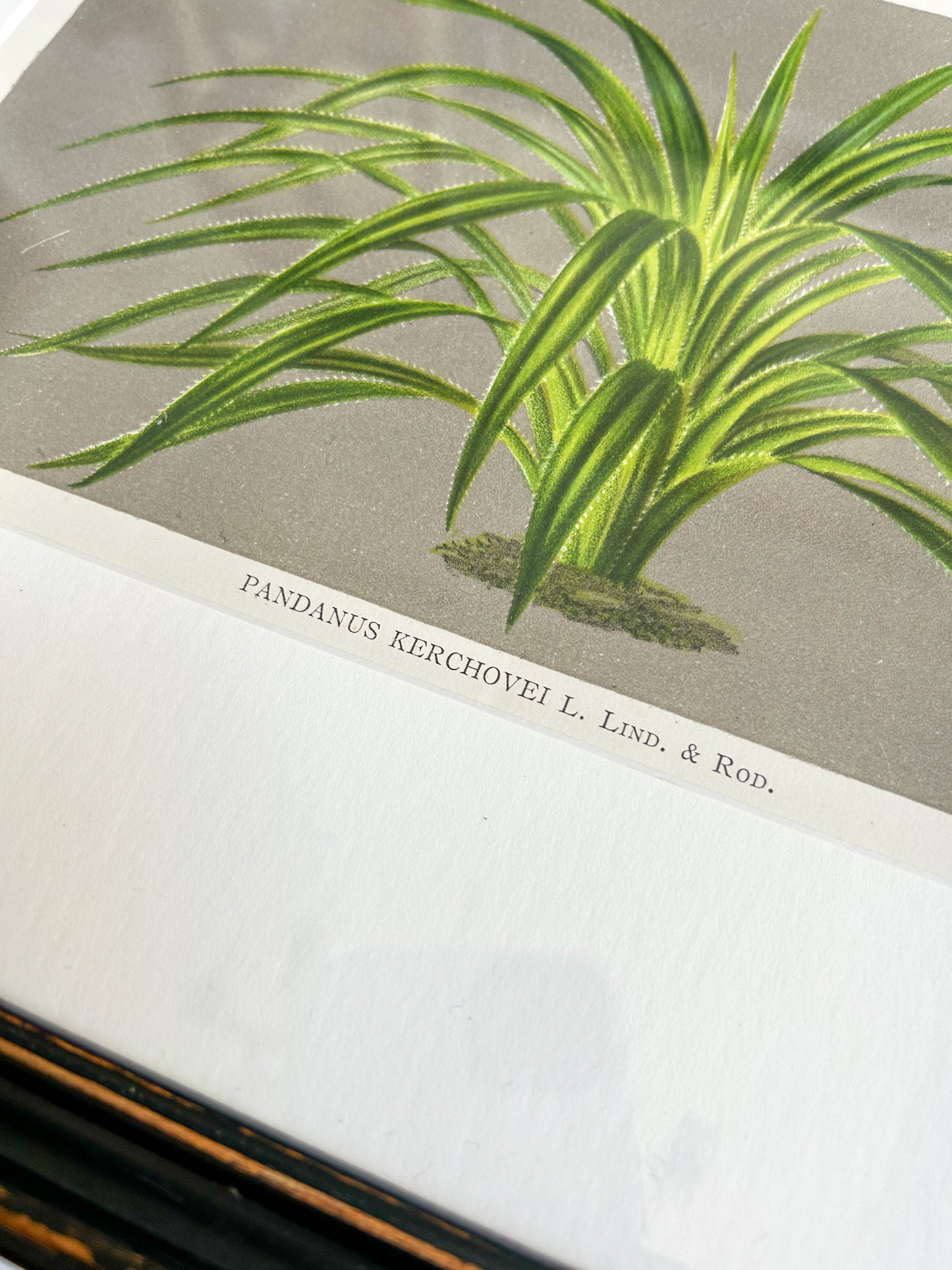 Antique Framed French Botanical Print – Pandanus Kerchovei, L’Illustration Horticole 1886