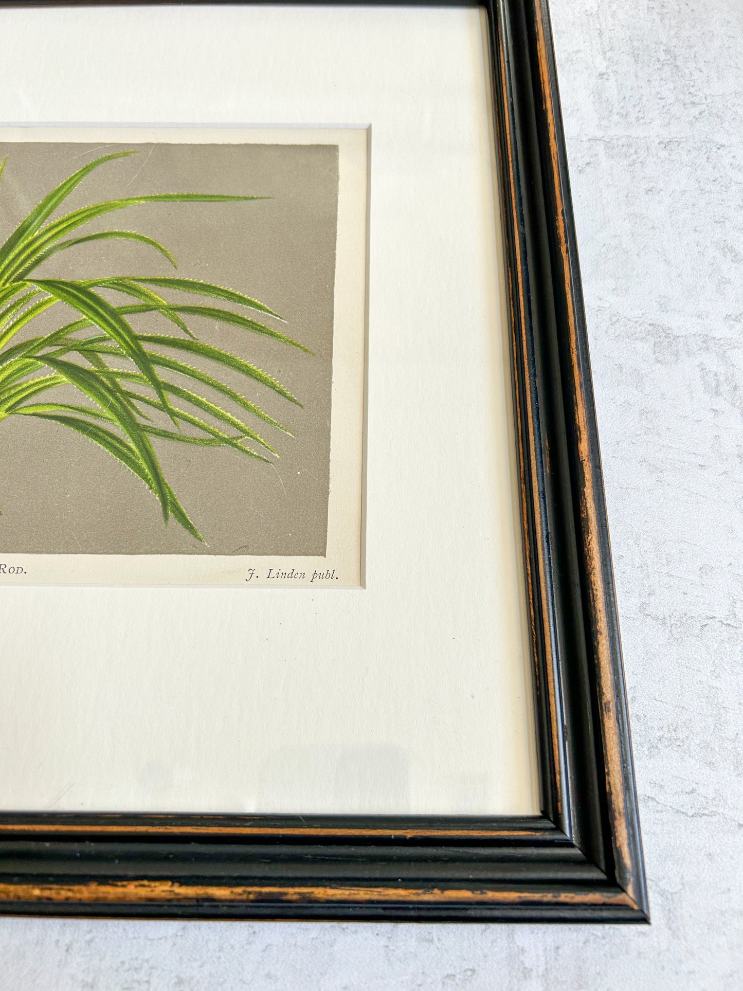 Antique Framed French Botanical Print – Pandanus Kerchovei, L’Illustration Horticole 1886