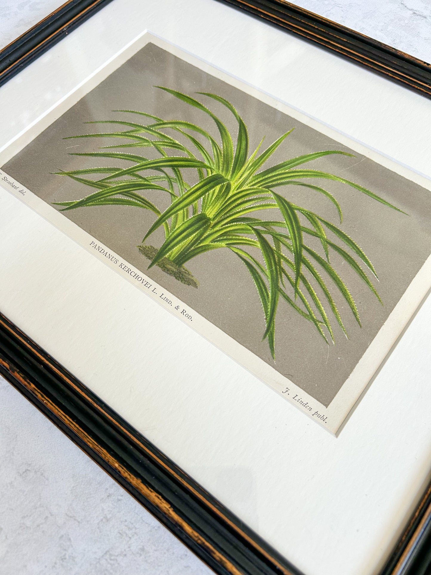 Antique Framed French Botanical Print – Pandanus Kerchovei, L’Illustration Horticole 1886