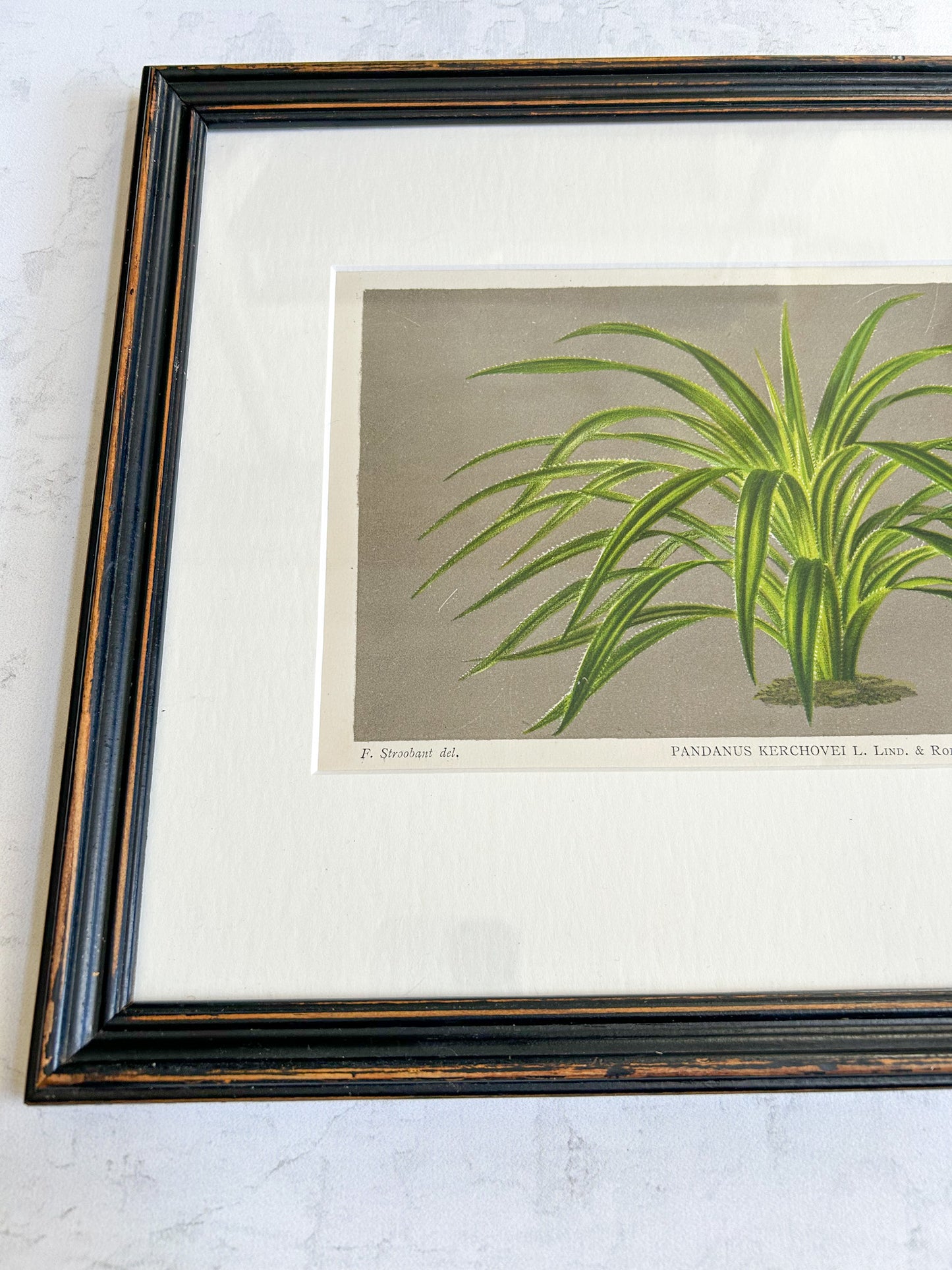 Antique Framed French Botanical Print – Pandanus Kerchovei, L’Illustration Horticole 1886