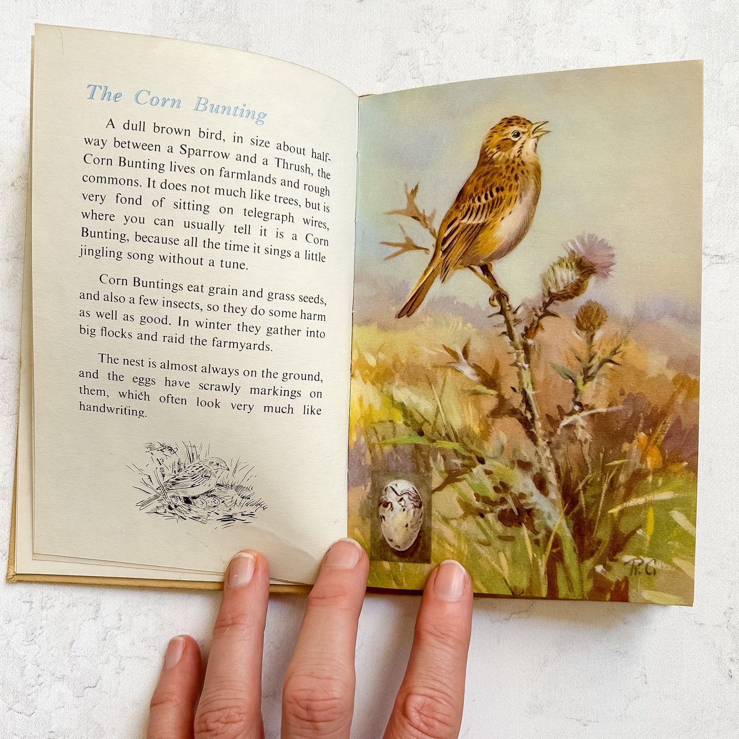 Vintage Ladybird Book "A Third Book of British Birds"