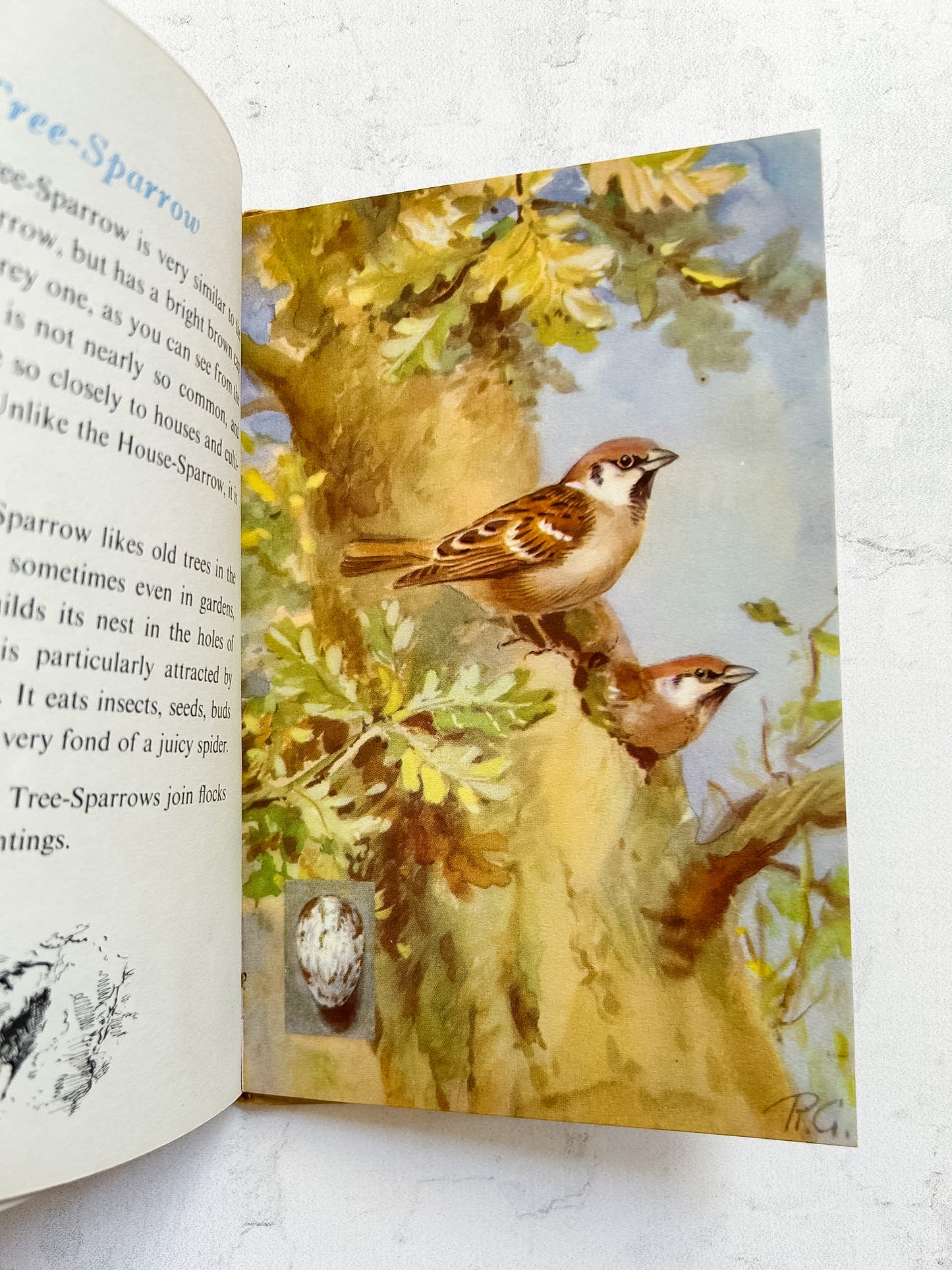 Vintage Ladybird Book "A Third Book of British Birds"