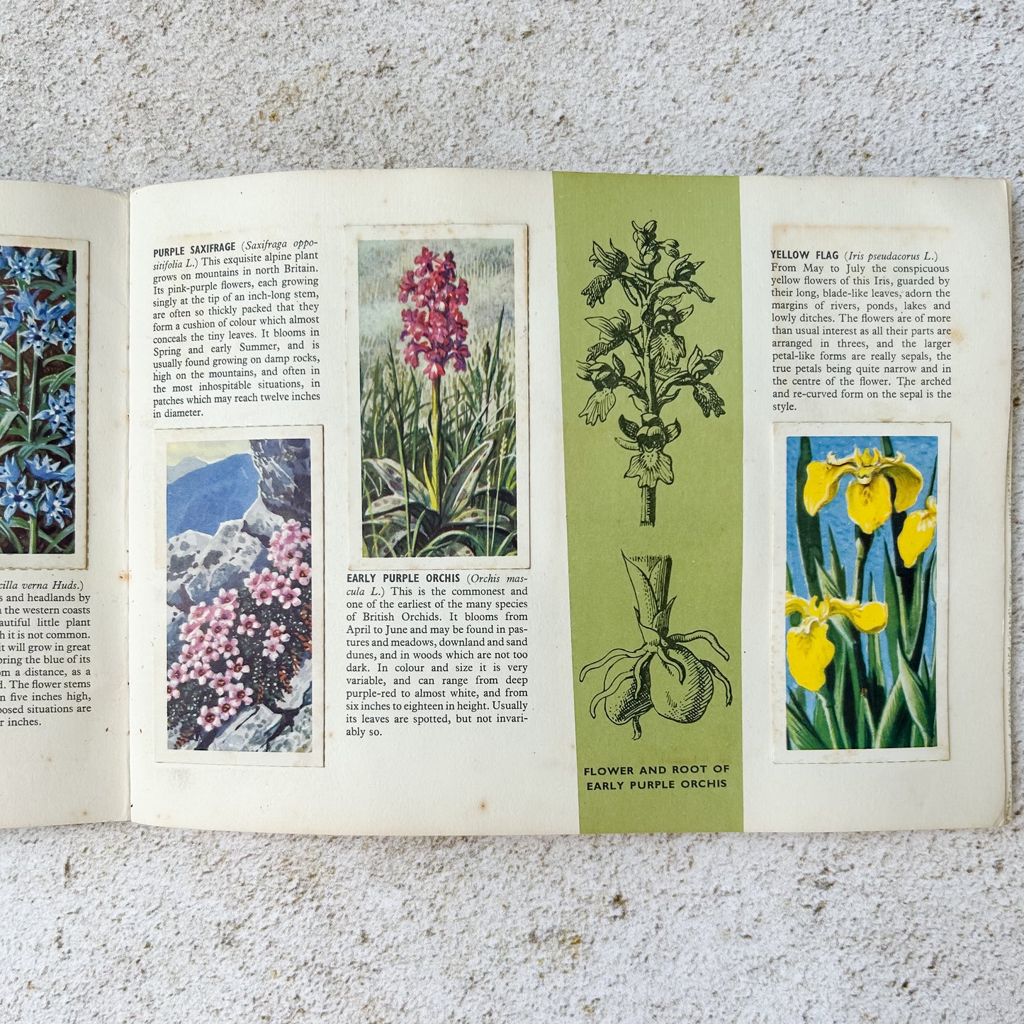 Vintage Brooke Bond Wild Flowers Tea Card Album with Set Cards