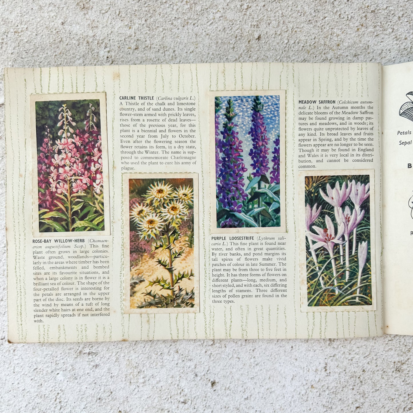 Vintage Brooke Bond Wild Flowers Tea Card Album with Set Cards