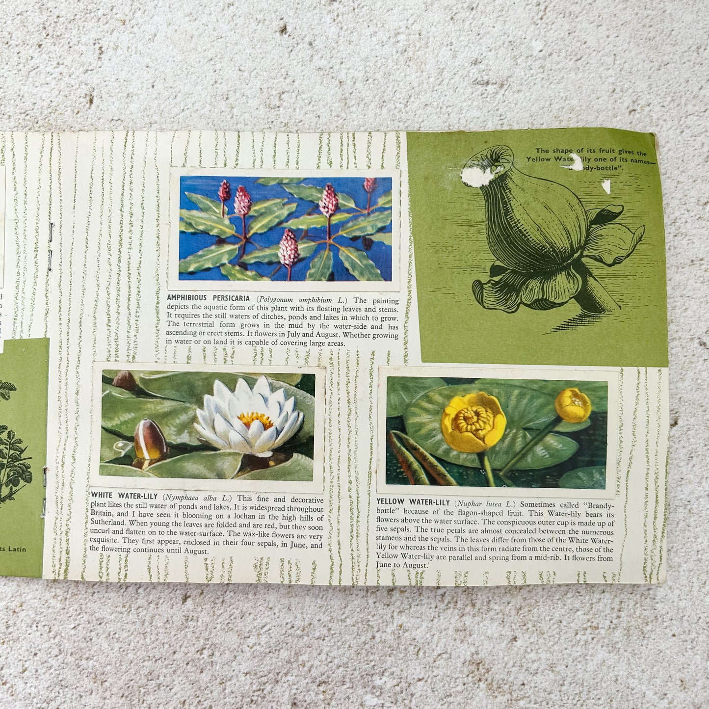 Vintage Brooke Bond Wild Flowers Tea Card Album with Set Cards