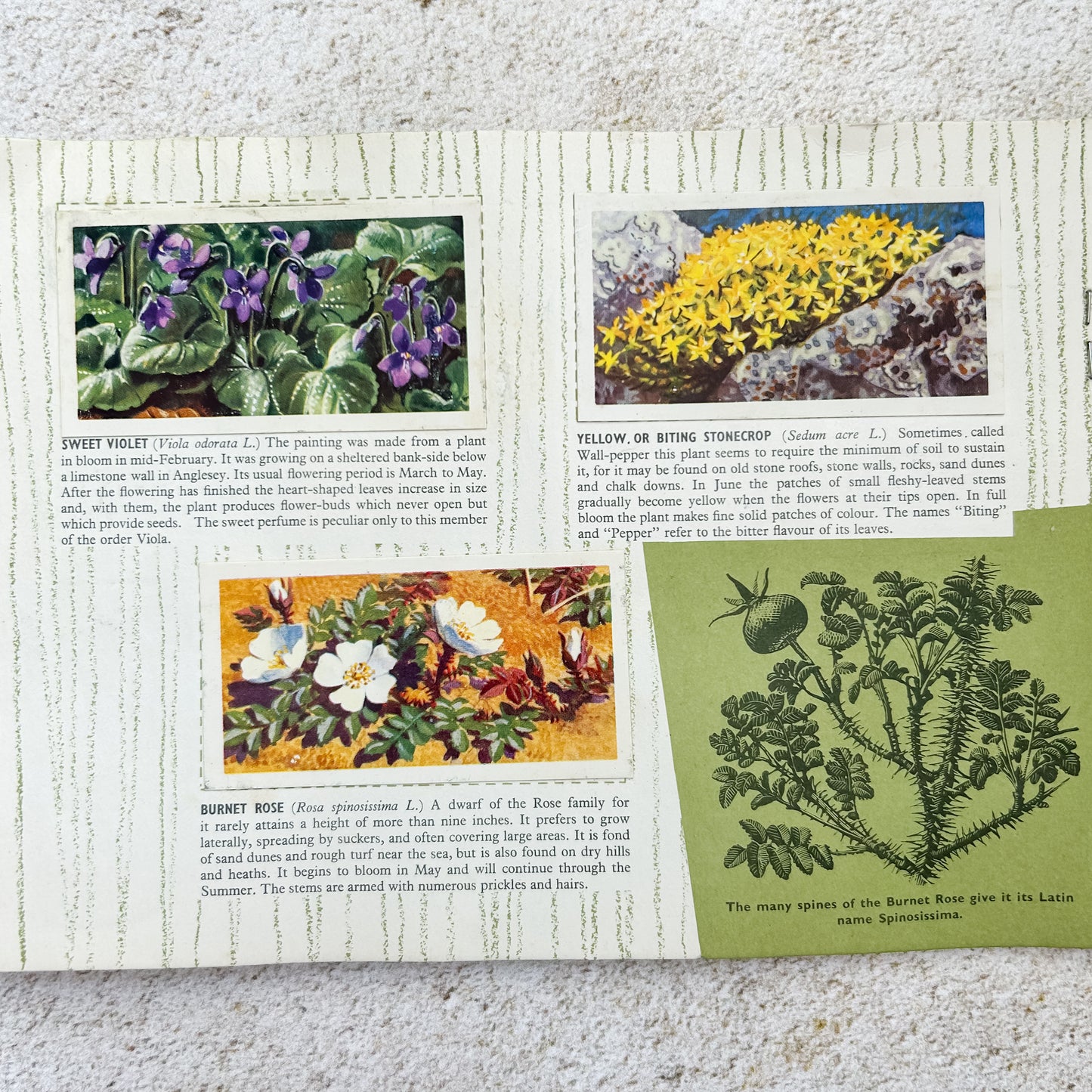 Vintage Brooke Bond Wild Flowers Tea Card Album with Set Cards