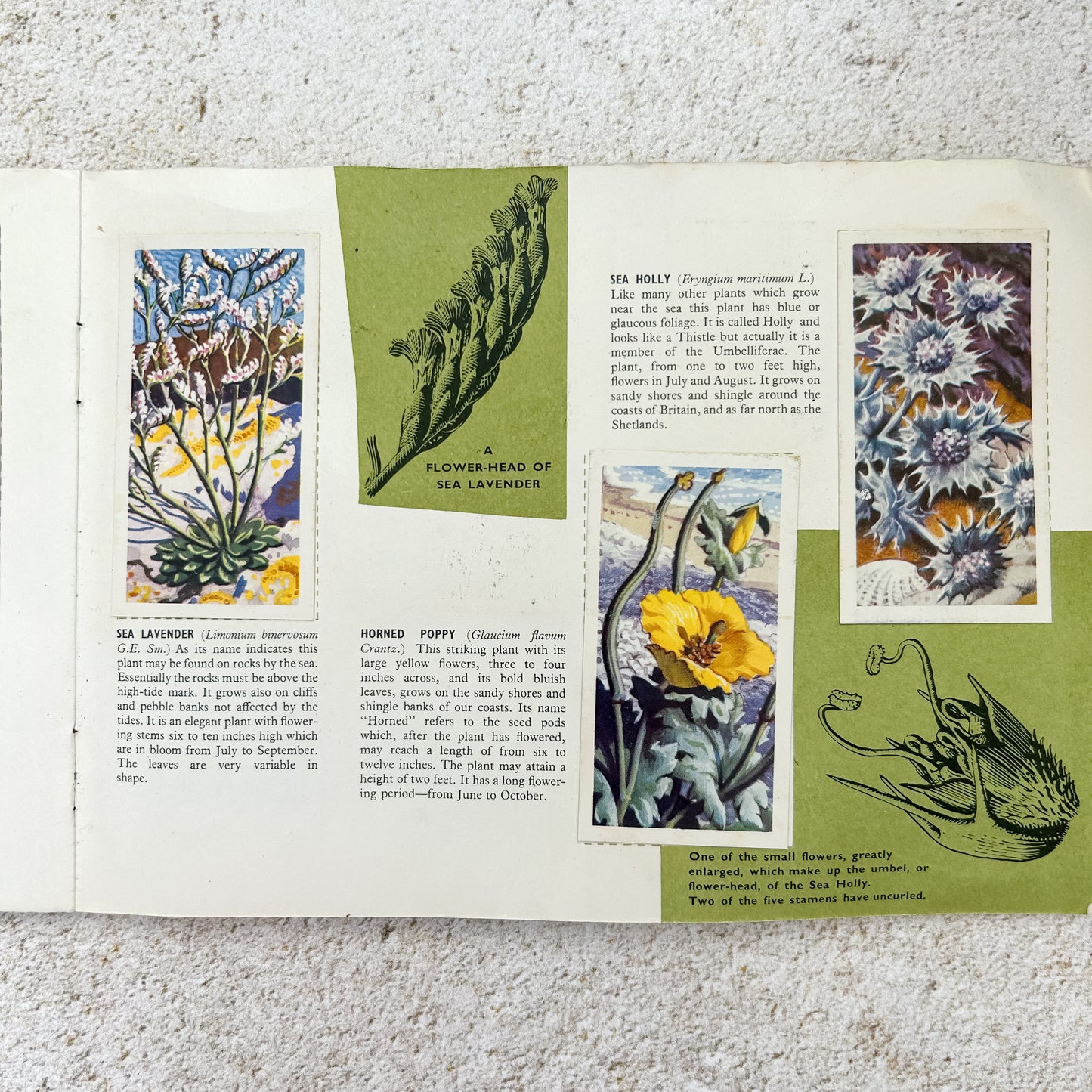 Vintage Brooke Bond Wild Flowers Tea Card Album with Set Cards