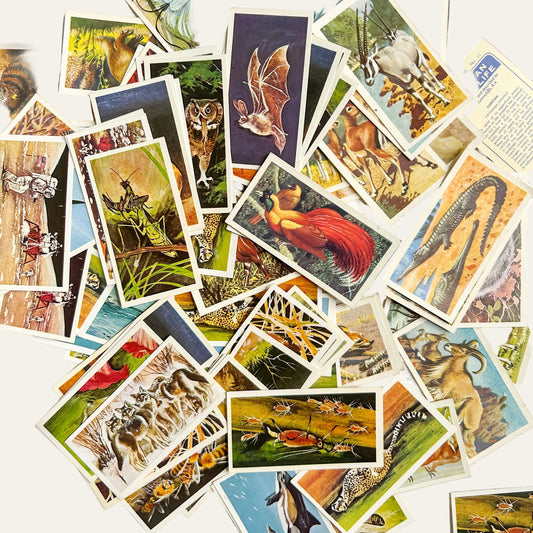 Set 10 Vintage Brooke Bond Tea Cards Wildlife