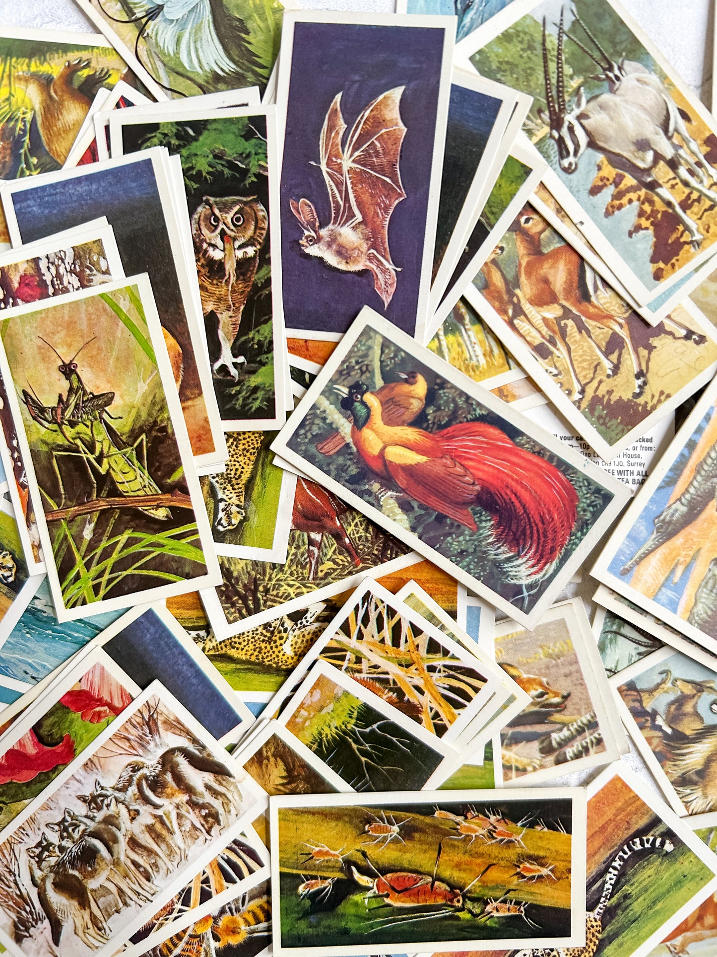 Set 10 Vintage Brooke Bond Tea Cards Wildlife