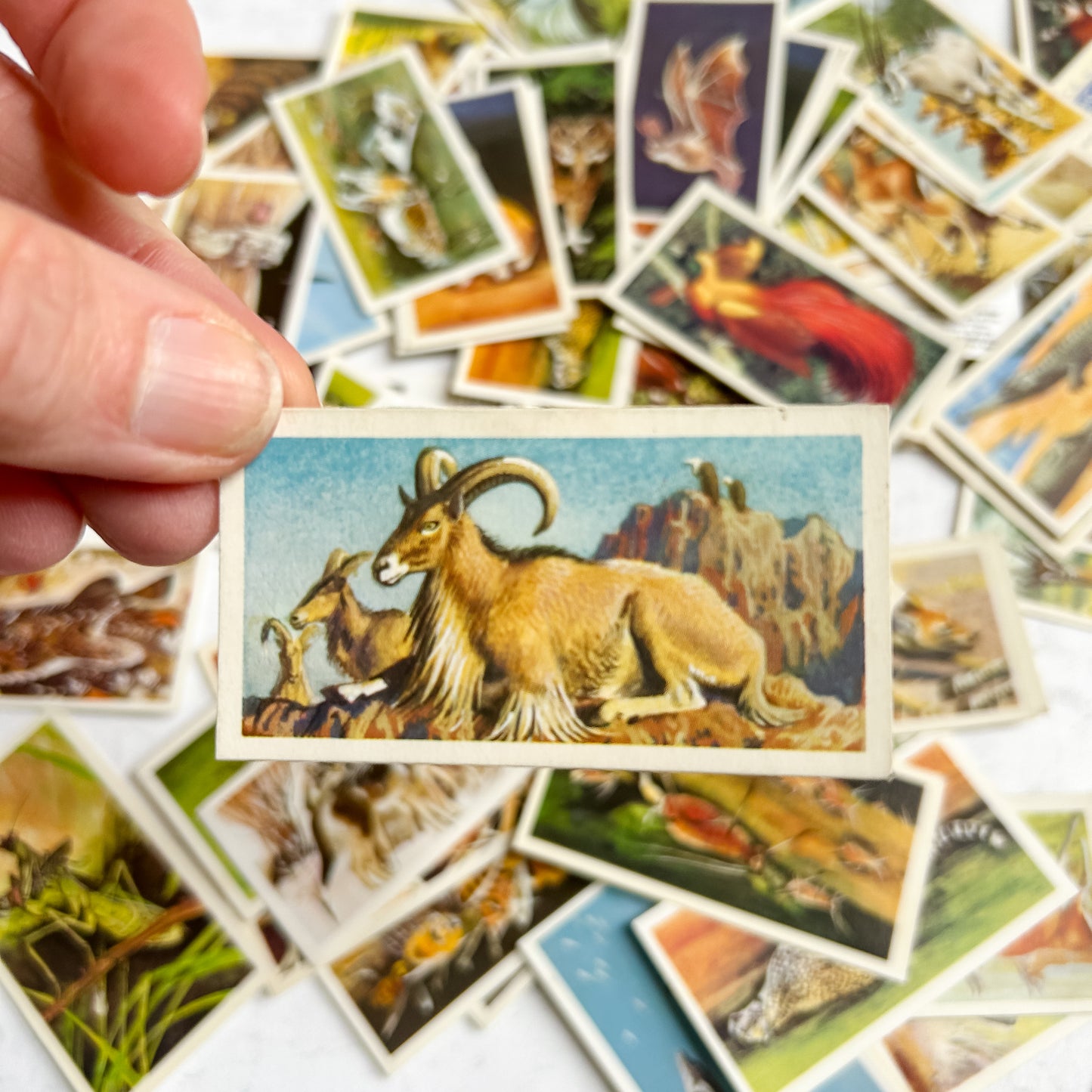 Set 10 Vintage Brooke Bond Tea Cards Wildlife